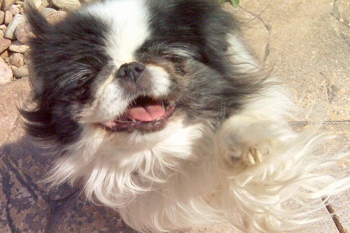 Pebbles