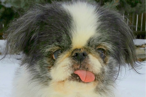 Pebbles