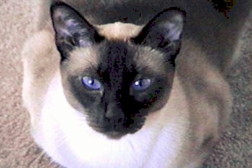 Shyla