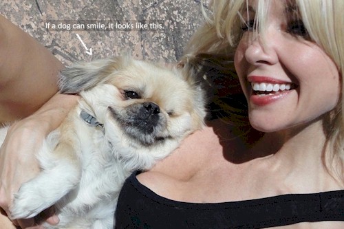 Blanket goes from foster dog to permanent dog