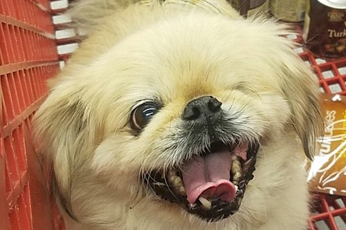 At Petco